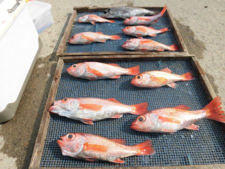 大進丸（愛知） 釣果