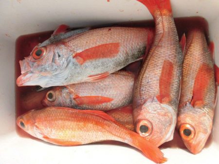 大進丸（愛知） 釣果