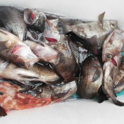 大進丸（愛知） 釣果