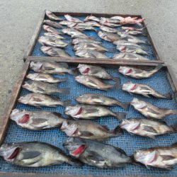 大進丸（愛知） 釣果