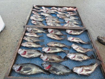 大進丸（愛知） 釣果