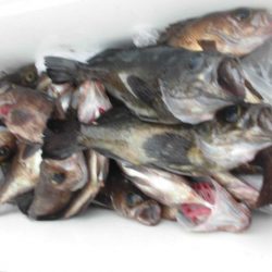 大進丸（愛知） 釣果