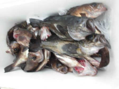 大進丸（愛知） 釣果