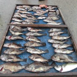 大進丸（愛知） 釣果