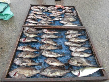 大進丸（愛知） 釣果