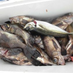 大進丸（愛知） 釣果