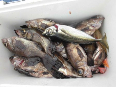 大進丸（愛知） 釣果