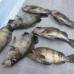 大進丸（愛知） 釣果