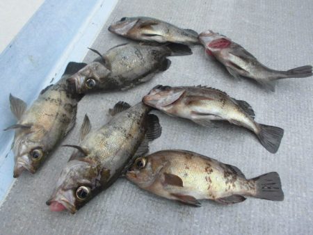 大進丸（愛知） 釣果