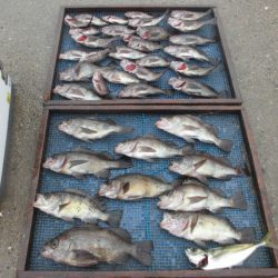 大進丸（愛知） 釣果