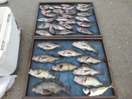 大進丸（愛知） 釣果