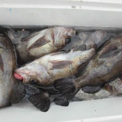 大進丸（愛知） 釣果