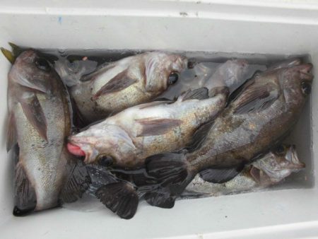 大進丸（愛知） 釣果