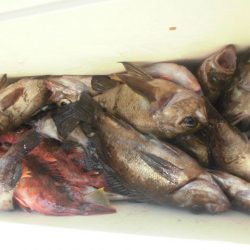 大進丸（愛知） 釣果