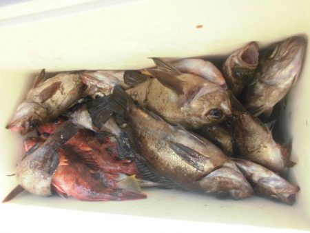 大進丸（愛知） 釣果