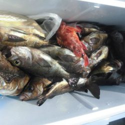 大進丸（愛知） 釣果