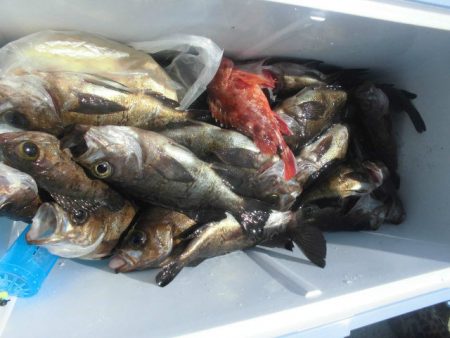 大進丸（愛知） 釣果