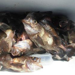 大進丸（愛知） 釣果