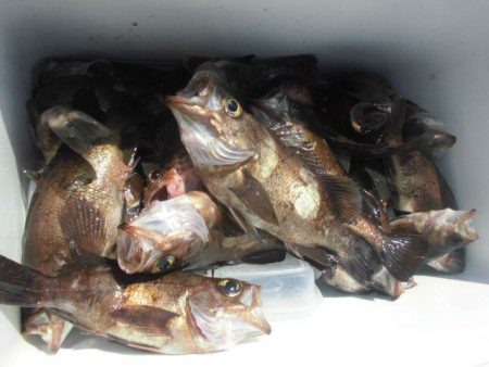 大進丸（愛知） 釣果