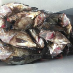 大進丸（愛知） 釣果