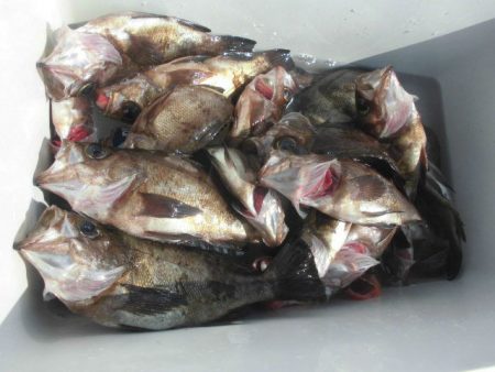 大進丸（愛知） 釣果