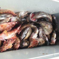 大進丸（愛知） 釣果