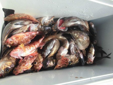 大進丸（愛知） 釣果