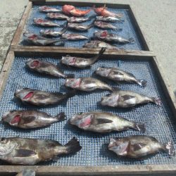 大進丸（愛知） 釣果