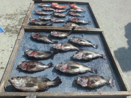 大進丸（愛知） 釣果