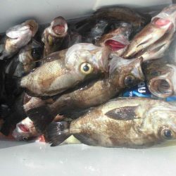 大進丸（愛知） 釣果