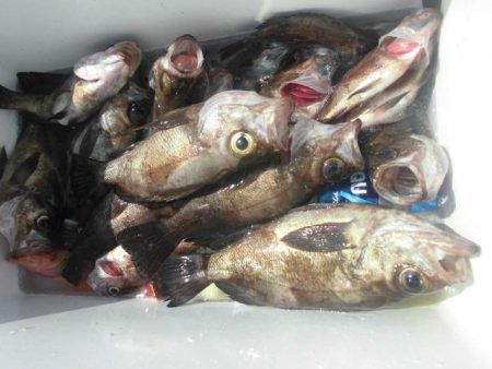 大進丸（愛知） 釣果