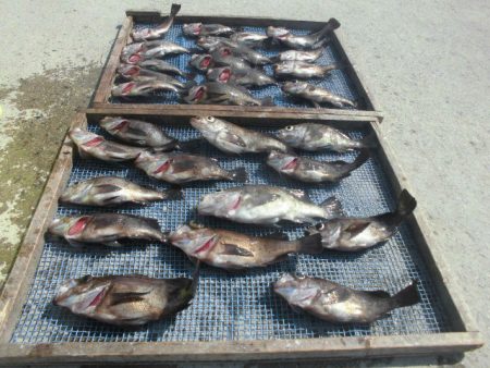 大進丸（愛知） 釣果