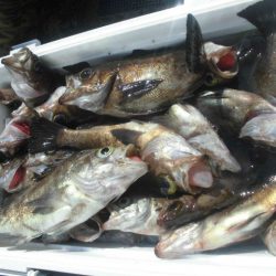 大進丸（愛知） 釣果