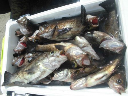 大進丸（愛知） 釣果