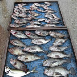 大進丸（愛知） 釣果