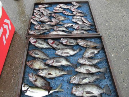 大進丸（愛知） 釣果