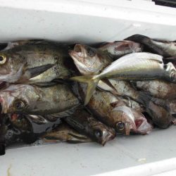 大進丸（愛知） 釣果