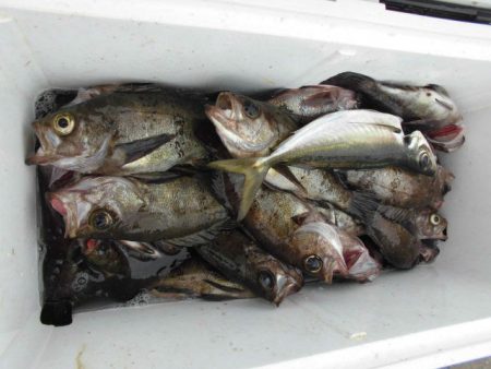 大進丸（愛知） 釣果