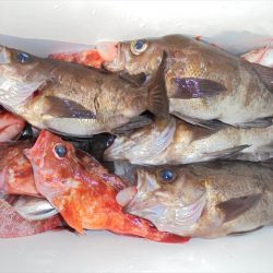 ＨＡＲＵＫＡ丸　はるかまる 釣果