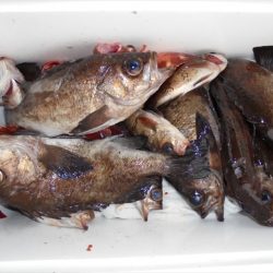 ＨＡＲＵＫＡ丸　はるかまる 釣果