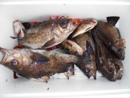 ＨＡＲＵＫＡ丸　はるかまる 釣果