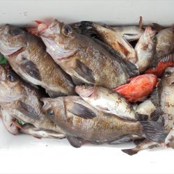 ＨＡＲＵＫＡ丸　はるかまる 釣果