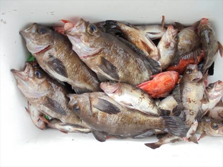 ＨＡＲＵＫＡ丸　はるかまる 釣果