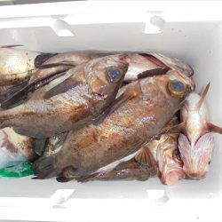 ＨＡＲＵＫＡ丸　はるかまる 釣果