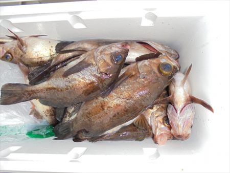 ＨＡＲＵＫＡ丸　はるかまる 釣果