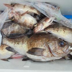 ＨＡＲＵＫＡ丸　はるかまる 釣果