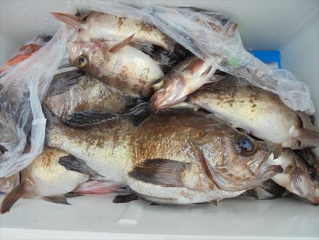 ＨＡＲＵＫＡ丸　はるかまる 釣果