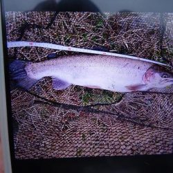 志高湖フィッシング 釣果