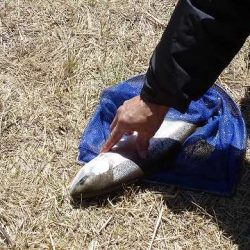 志高湖フィッシング 釣果