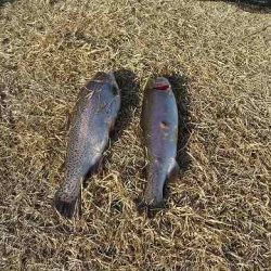 志高湖フィッシング 釣果